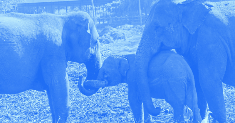 GFR - Start A Family.png